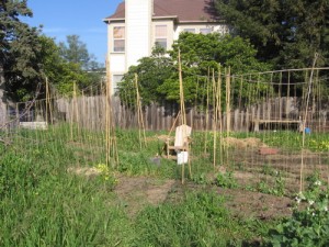 year1 THe first year: weeds are slowly being replaced with peas.