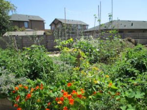 Gardenbeds1