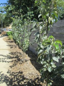 Orchard2
